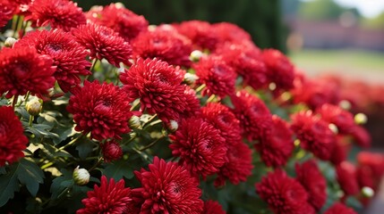 Beautiful red chrysanthemum bushes in full bloom – close-up of vibrant red petals and lush green leaves in a garden setting


