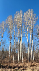 birch trees in autumn