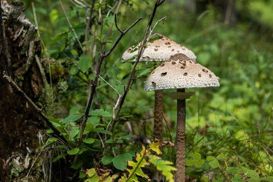 vista macro di una coppia di esemplari di funghi mazza ddi tamburo in un ambiente naturale di montagna, a fine estate, durante il giorno