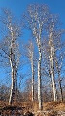 Fototapeta premium birch trees in autumn