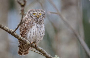 Eurasian Pigmy Owl in a fir grove in spring 