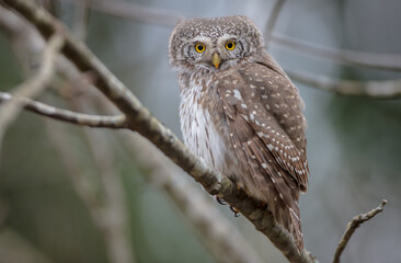 Eurasian Pigmy Owl in a fir grove in spring 