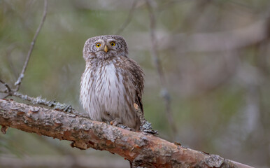 Eurasian Pigmy Owl in a fir grove in spring 