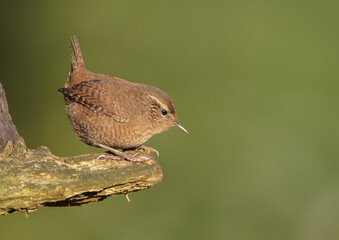 Eurasian Wren - in autumn at a wet forest