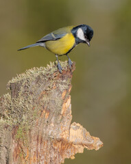 Great tit in autumn at a wet forest