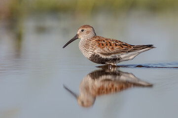Dunlin - adult bird at a wetland on the spring migration 