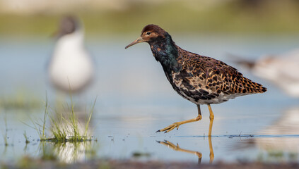 Ruff - male bird at a wetland on the mating season in spring