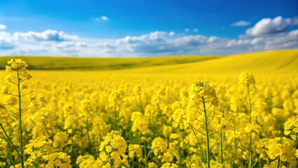 Obraz premium A field of bright yellow canola flowers swaying gently in the breeze, on a peaceful green landscape, agriculture, farm