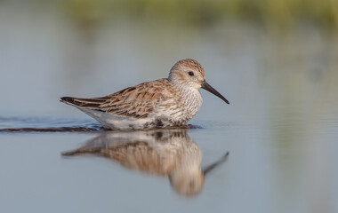 Dunlin - adult bird at a wetland on the spring migration 