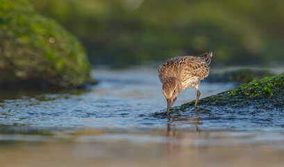 Dunlin - at a seashore on the autumn migration way

