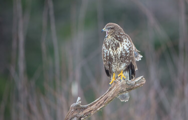 Common Buzzard in winter at a wet forest