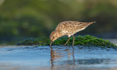 Dunlin - at a seashore on the autumn migration way
