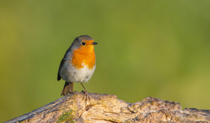 The European robin - at the wet forest in autumn