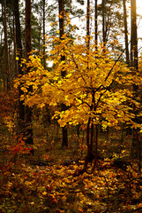 kolory jesieni, zółte liście jesinne, jesień w parku, żółte drzewo w parku, złota, polska jesień, światło cień, autumn colors, yellow autumn leaves, Klon jesienia, Acer, las jesienią