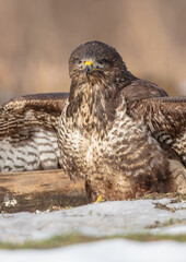 Common Buzzard in winter at a wet forest