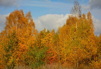 żółte brzozy jesienią, jesienne brzozy, Betula, yellow birches in autumn, autumn birches © kateej