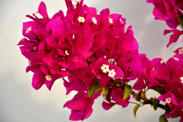 kwitnąca bugenwilla, kącicierń, bugenwilla w doniczce, Bougainvillea, kwitnace pnącze, ciernisty krzew,