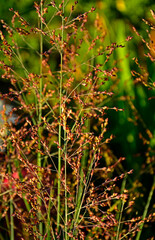Proso rózgowate (Panicum virgatum), trawa ozdobna, Ornamental grass in the garden