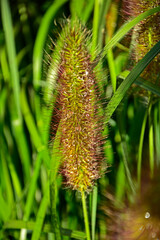 kwiatostan rozplenicy, kwitnąca rozplenica japońska, kłos kwiatowy rozplenicy, Pennisetum alopecuroides, Pennisetum grass, fountain grass	