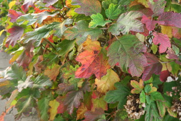 紅葉したアジサイの葉