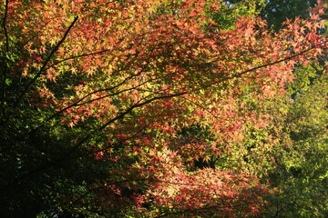 赤と緑のモミジ