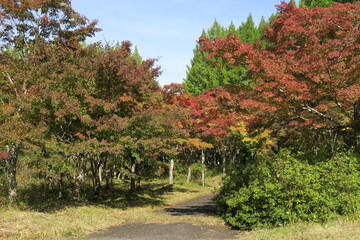 Naklejka premium 紅葉するモミジと緑色の木々
