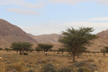  savannah in nordh of Tunisia