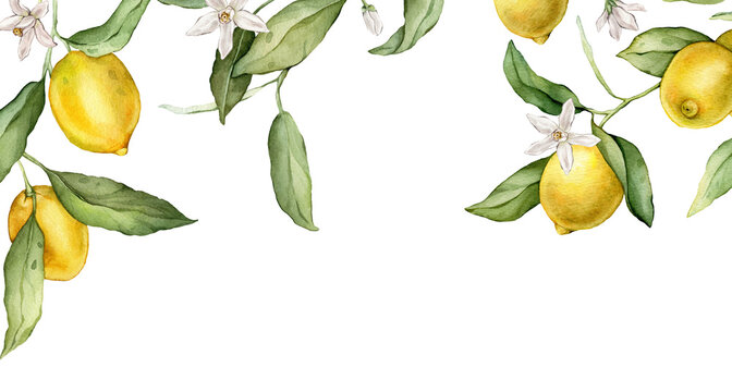 Lemon fruits and white flowers are a rectangular frame. A drawn manual watercolor illustration of the border with citrus branches on a white isolated. Drawing with tropical fruits Lemon in Bloom.