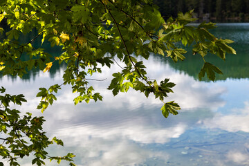 dettaglio dei rami con foglie verdi di un albero sopra la superficie d'acqua di un lago tranquillo, di giorno, in estate