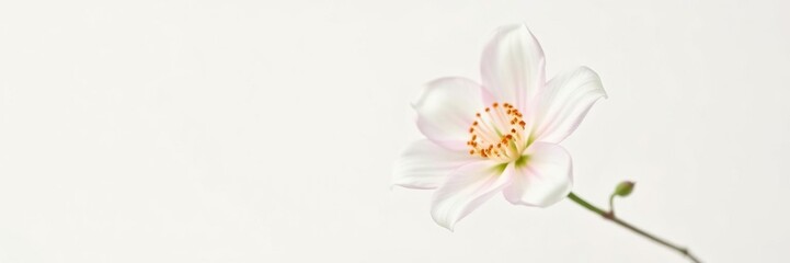 Fototapeta premium A single white rose on a plain white background, beauty, white