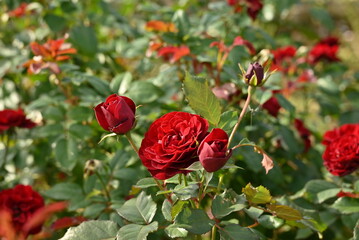 赤いバラ