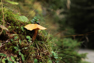 fungo dal cappello color marrone chiaro su un terreno naturale in un ambiente di montagna, coperto da erba, muschio ed altre piccole piante