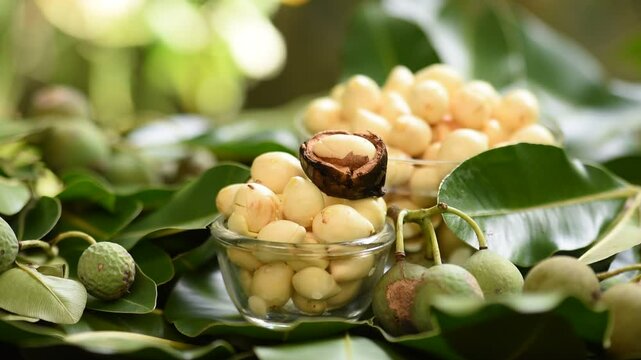 Alexandrian laurel or Calophyllum inophyllum fruits on natural background.