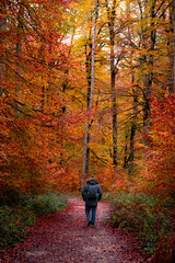 A young man having a walk in an autumn forest