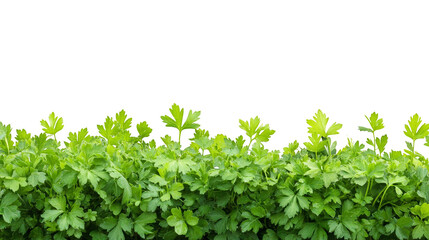 Obraz premium Lush green parsley growing abundantly in a sunny field, fresh herbs for culinary delights and healthy salads