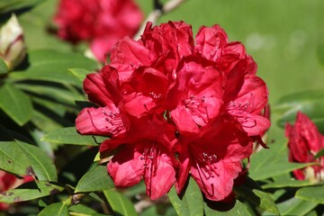 Fleurs de Rhododendron