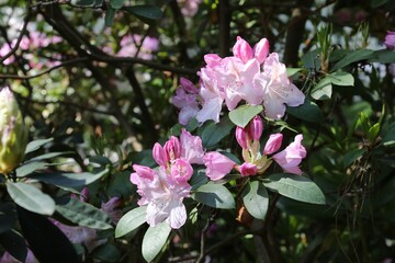 Fleurs de Rhododendron