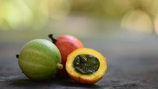 Gymnopetalum integrifolium (Roxb.) Kurz fruits on natural background.