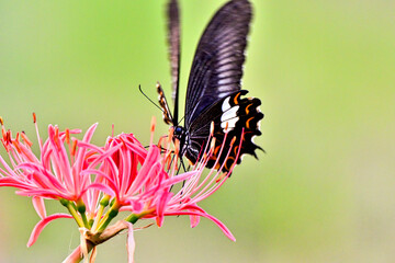 彼岸花とモンキチョウ
