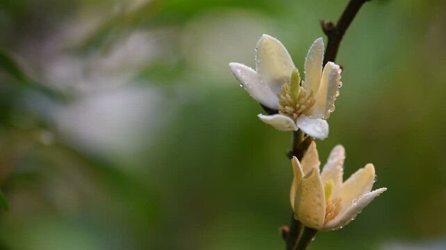 Magnolia figo flower on natural background.
