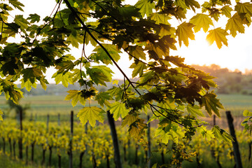 rami di un albero pieno di grandi foglie verdi, illuminate in controluce dal sole al tramonto. vigneti in campagna sfuocati sullo sfondo