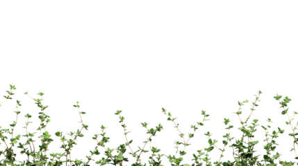 Floral border design with green leaves, fresh flowers, and grass
