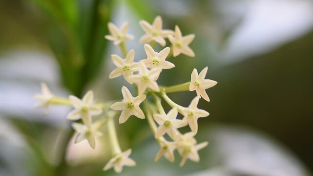 Night Jessamine or Cestrum Nocturnum branch flowers on natural background.