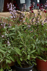 Salvia trilobata plants in vases with flowers