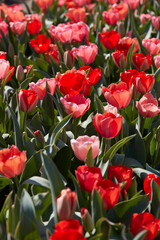 Tulip flowers in red and pink colors texture background in spring sunlight