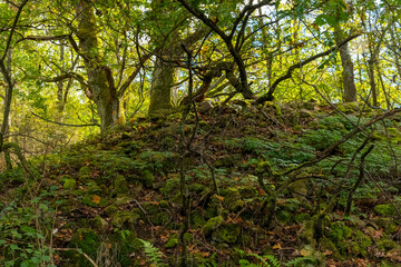 Fototapeta premium A mossy hillside in a forest on a sunny day