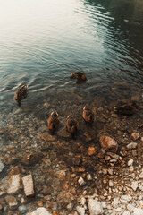 ducks in the water
