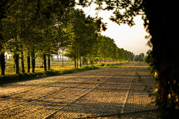 vista dettagliata e in prospettiva di un area di campagna piena di alberi alti e campi arati, illuminati dal sole al tramonto, sotto un cielo sereno © PhotoMet
