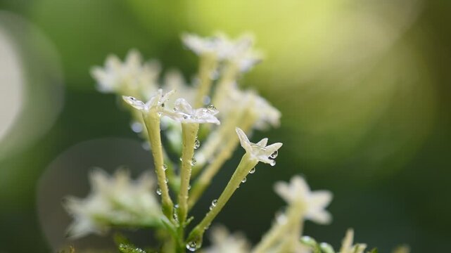 Night Jessamine or Cestrum Nocturnum branch flowers and water drop on natural background.
