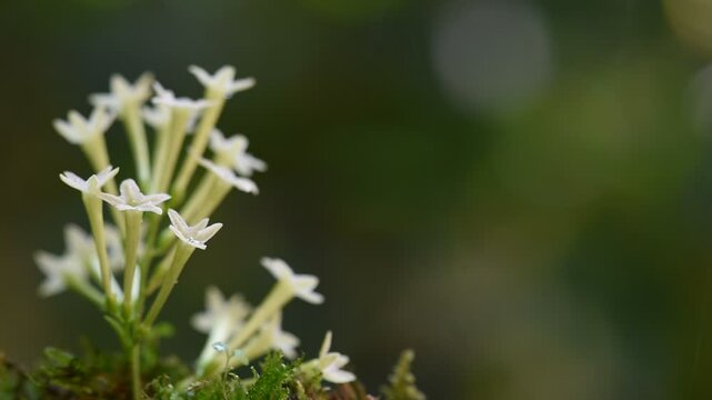 Night Jessamine or Cestrum Nocturnum branch flowers and water drop on natural background.